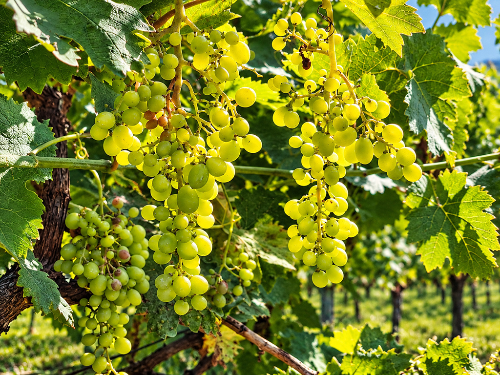 Plusieurs grappes de raisins verts suspendues à une vigne ensoleillée.