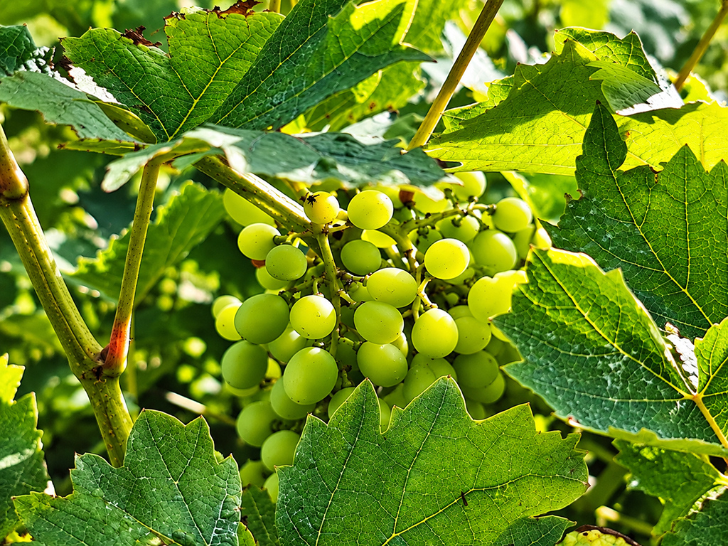 Grappe de raisins verts entourée de feuilles de vigne éclairées par le soleil.