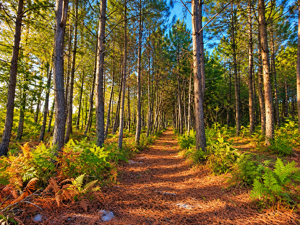 Sentier rectiligne entre les pins, bordé de fougères vertes et orangées.