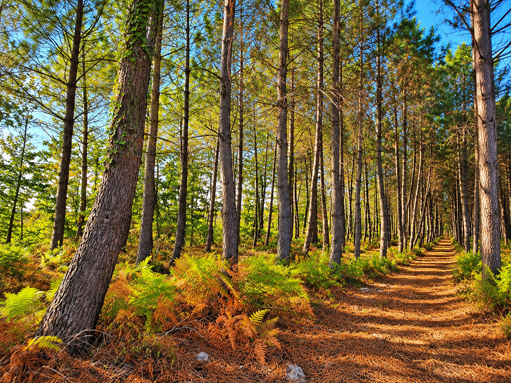 Chemin forestier bordé de pins et de fougères aux teintes dorées.