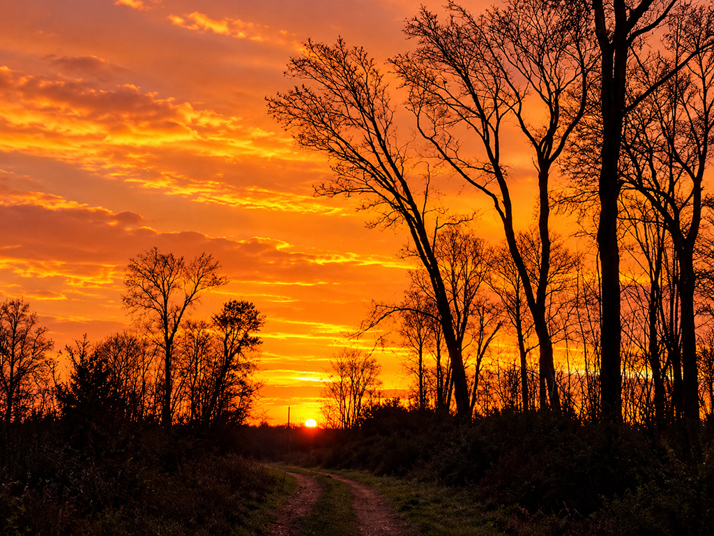 Coucher de soleil orangé sur un chemin bordé d’arbres en silhouette.