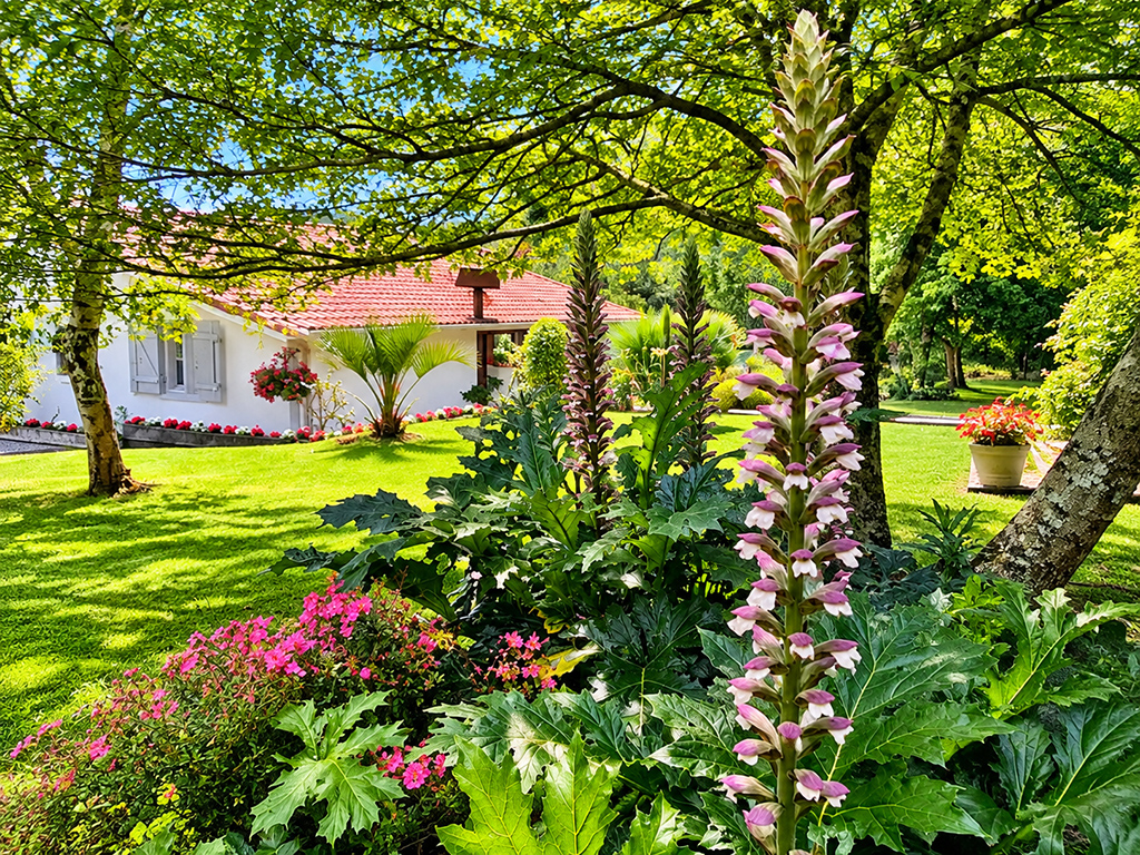 Massif fleuri avec de hautes fleurs roses devant la maison et le jardin arboré.