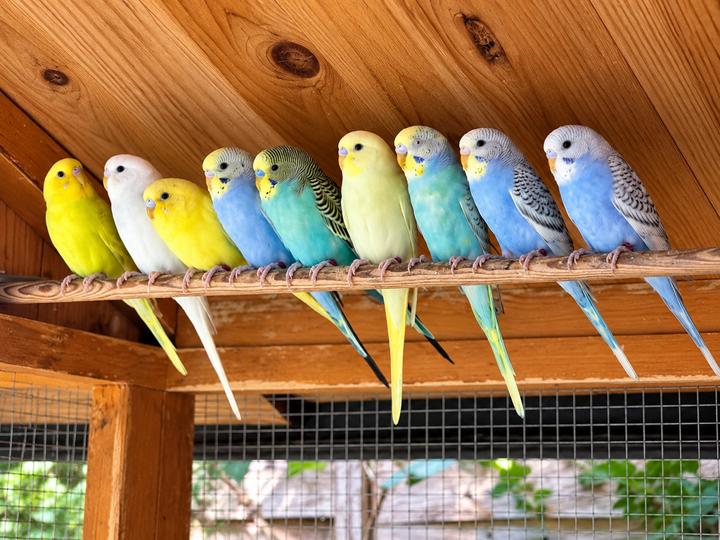 Rangée de perruches jaunes, bleues et blanches sur un perchoir dans la volière.