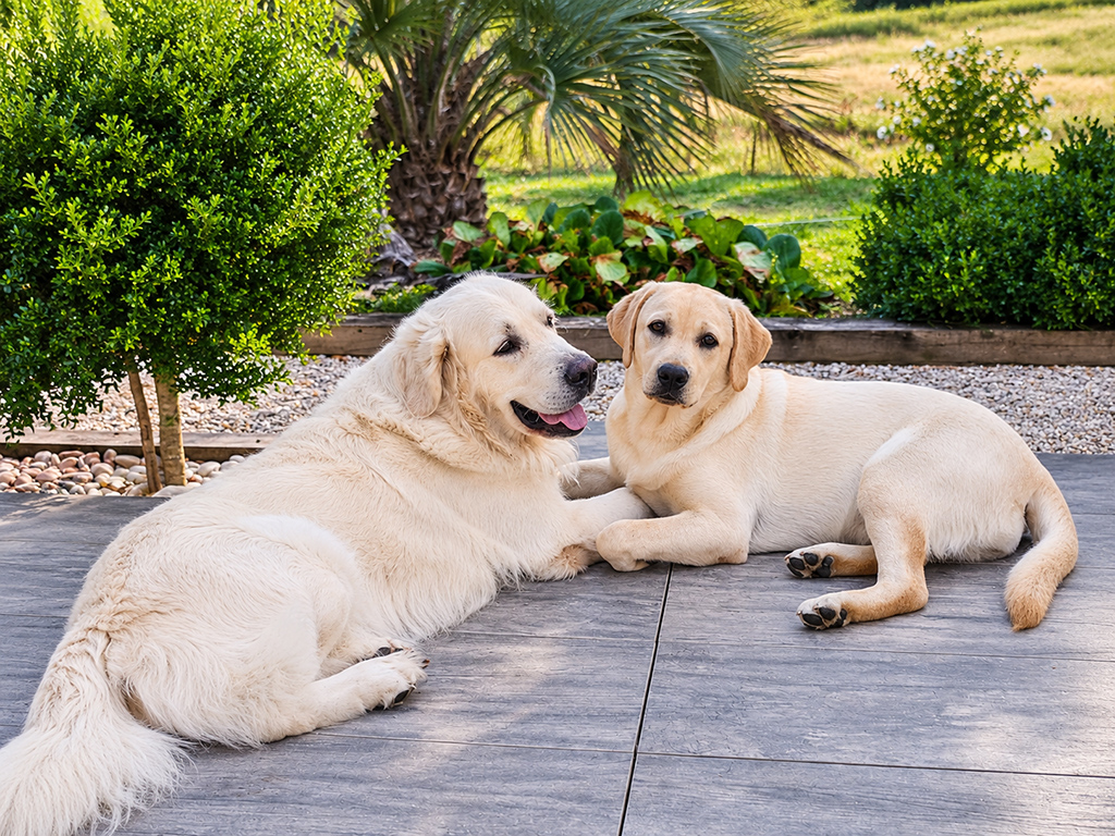 Deux chiens au pelage clair allongés sur une terrasse devant le jardin.