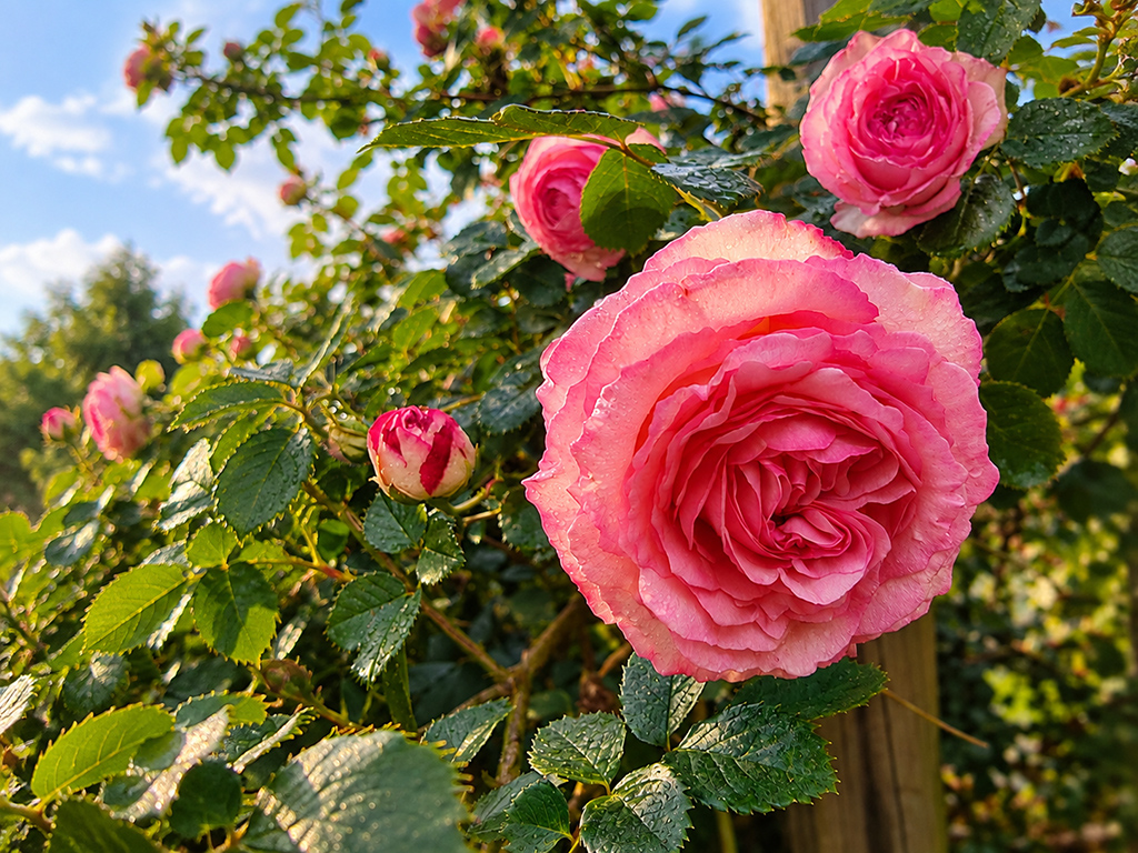 Roses roses épanouies et boutons de fleurs sur un rosier ensoleillé.