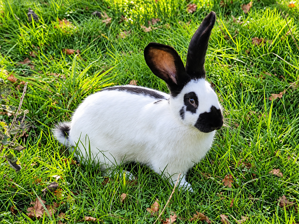 Lapin blanc et noir aux oreilles dressées dans l’herbe.