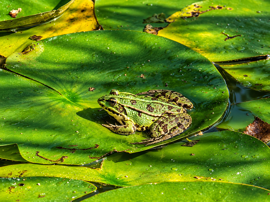 Grenouille verte posée sur une feuille de nénuphar.