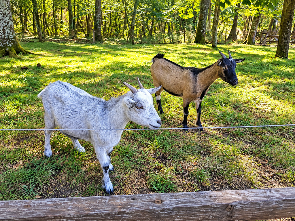 Deux chèvres dans un enclos herbeux en bordure de forêt.