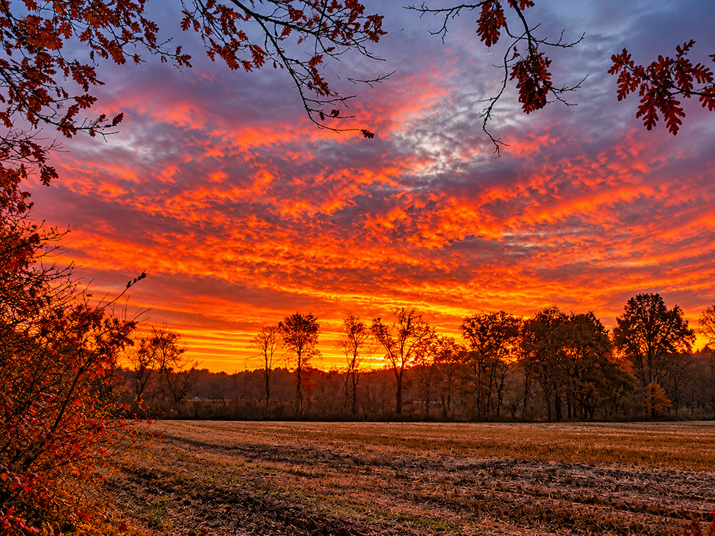 Ciel rouge et orangé au coucher du soleil au-dessus d’un champ bordé d’arbres.