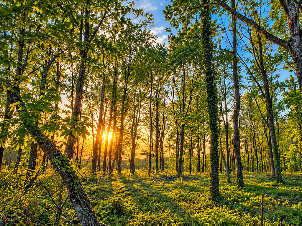 Rayons du soleil traversant les arbres et éclairant le sous-bois.