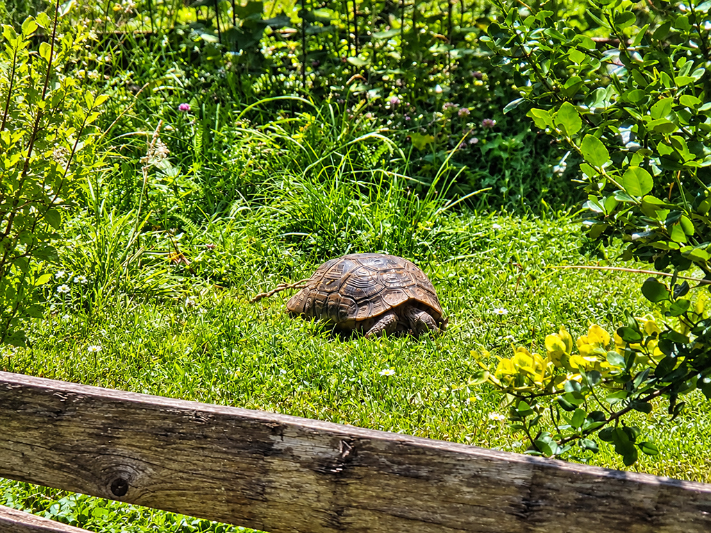 Tortue terrestre dans l’herbe au milieu d’une végétation dense.