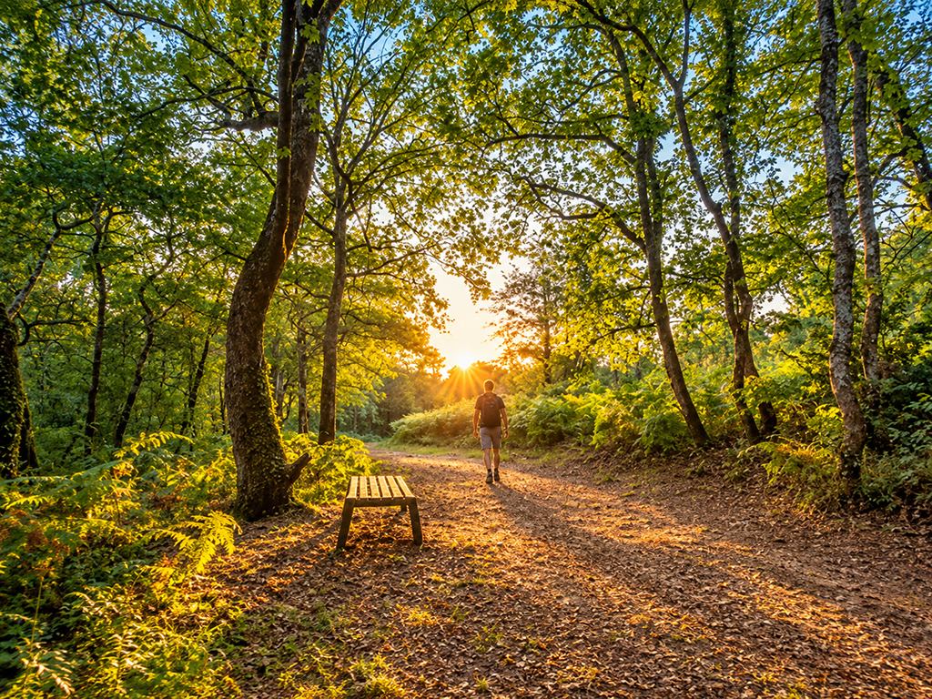 Promeneur sur un sentier forestier éclairé par le soleil couchant